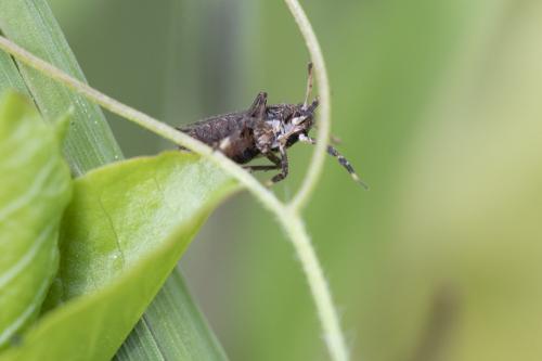Réf. 256 311 : Asiraca clavicornis